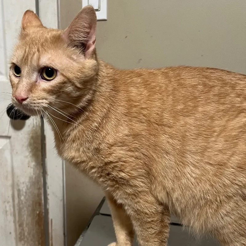 Chestnut thumbnail 5