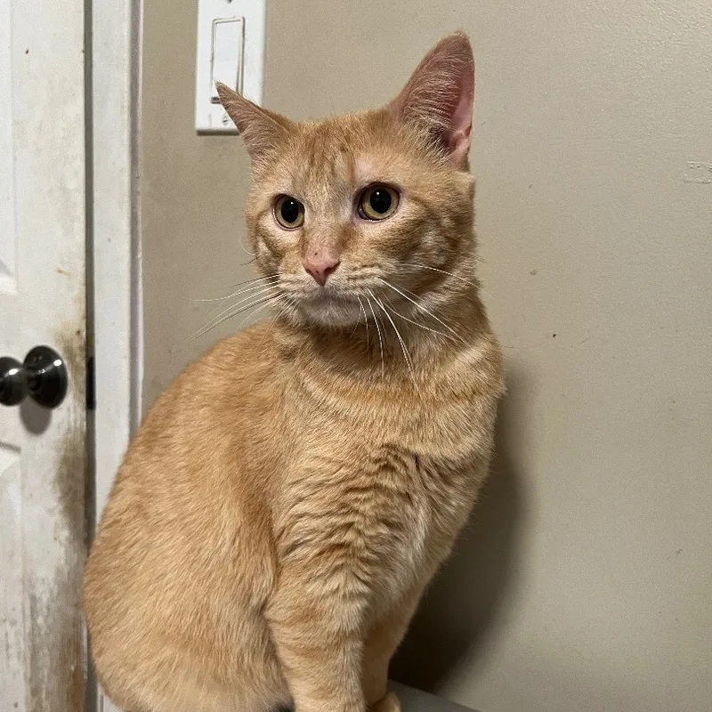 Chestnut thumbnail 6