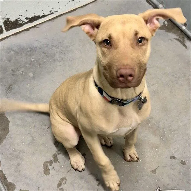 A young small-sized male Black Mouth Cur dog named Tanner for adoption in Tavares, FL