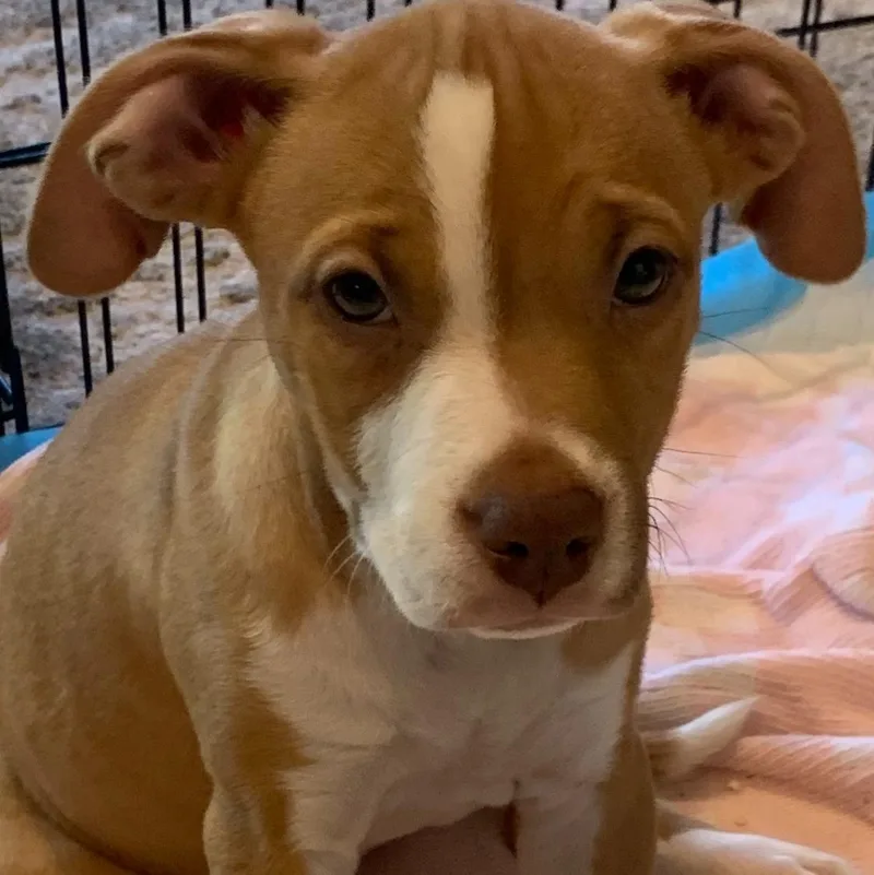 A baby large-sized female Golden Mixed Breed dog named Summer for adoption in Davisburg, MI