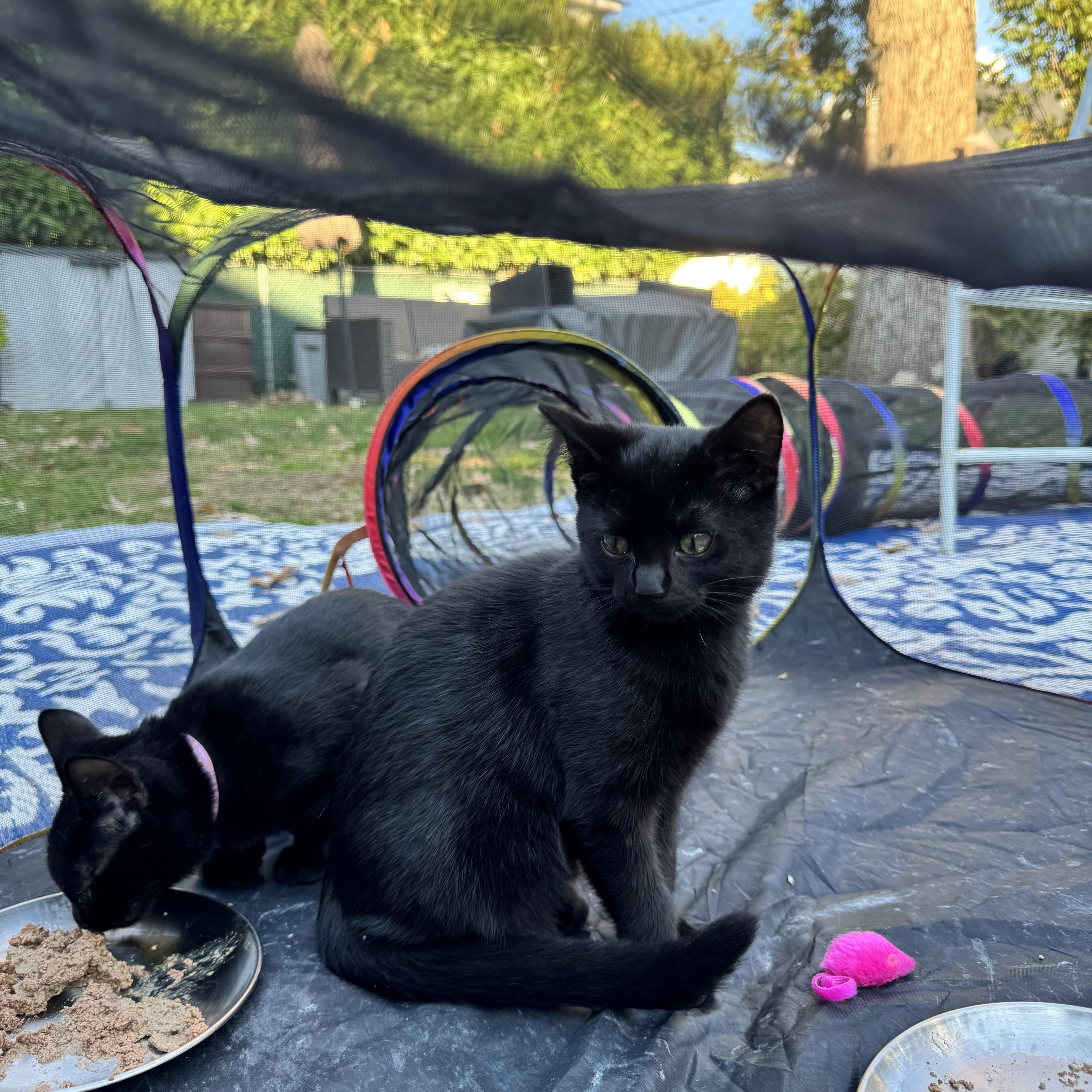 Miss Gray thumbnail 3