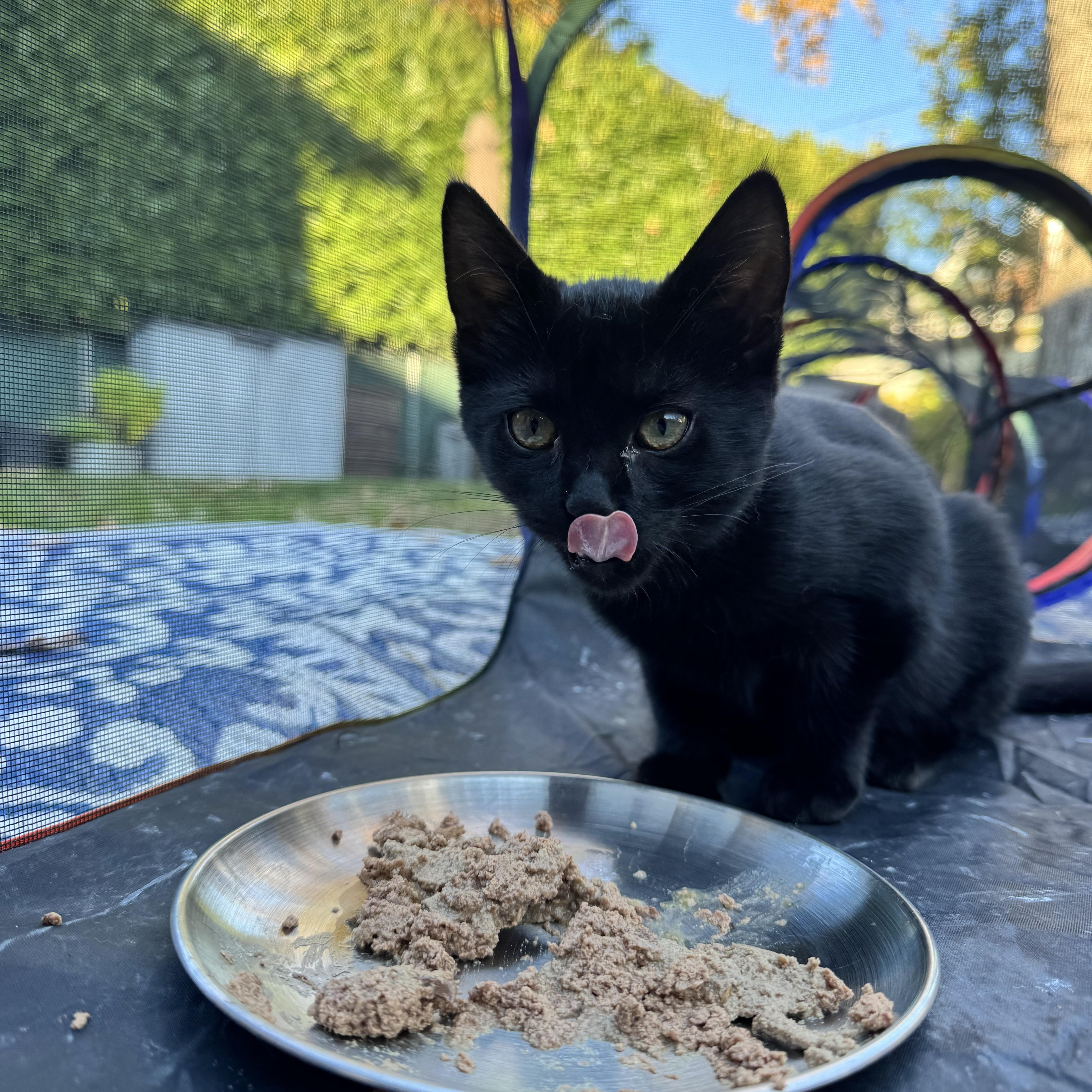 Miss Gray thumbnail 4