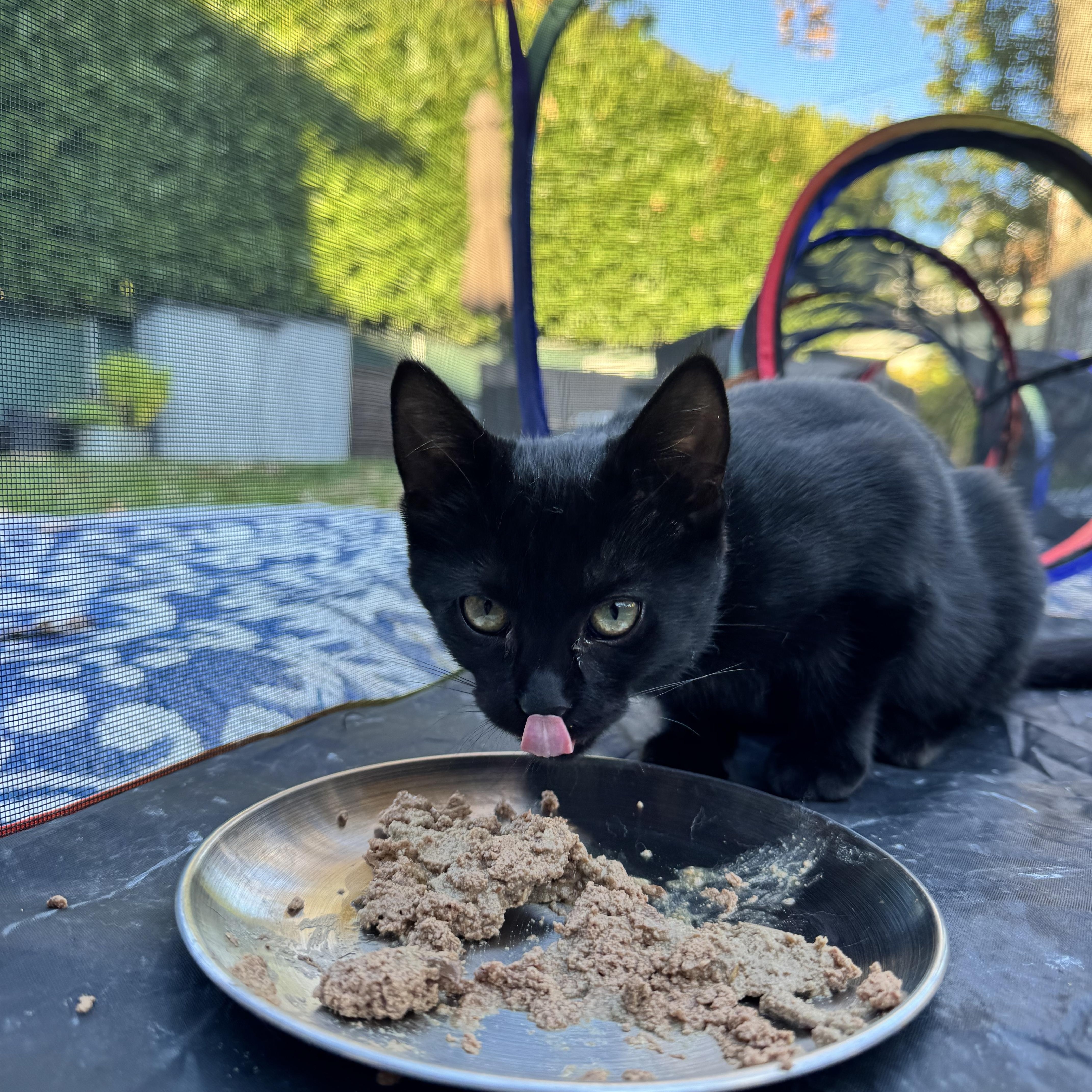 Miss Gray thumbnail 5