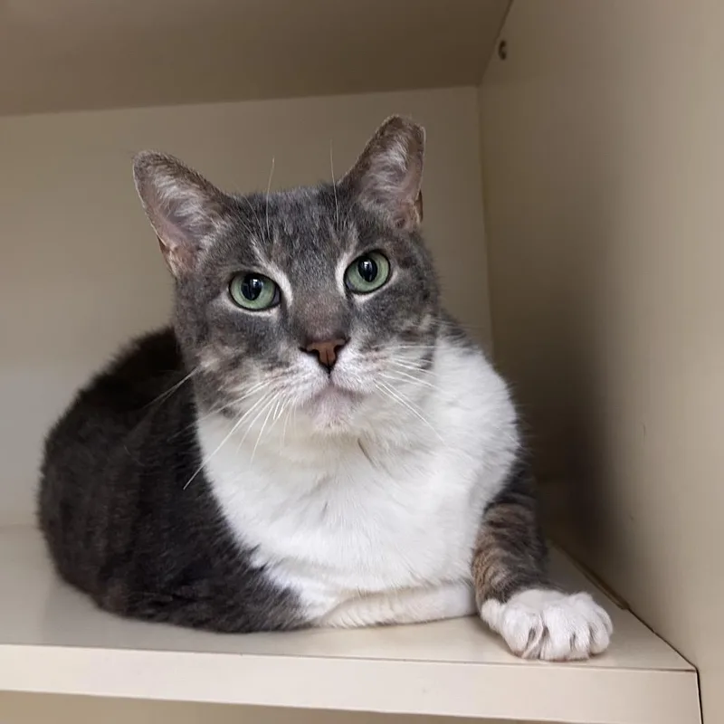 An adult small-sized female Gray / Blue / Silver Domestic Short Hair cat named Skylar for adoption in Waynesboro, PA