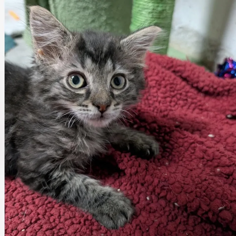 A baby medium-sized female Tabby (Buff / Tan / Fawn) Domestic Medium Hair cat named Shook for adoption in Griswold, CT