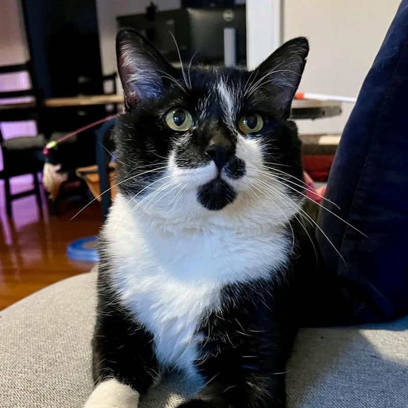 Ice Cream Sundae thumbnail 4