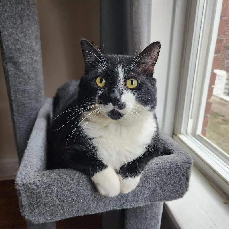 Ice Cream Sundae thumbnail 5