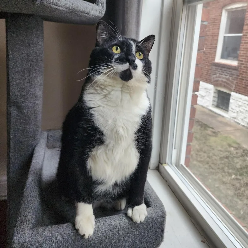 Ice Cream Sundae thumbnail 6