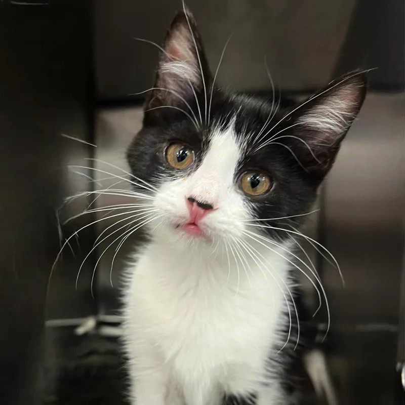 An adult medium-sized female White Domestic Short Hair cat named Osh for adoption in Springfield, IL
