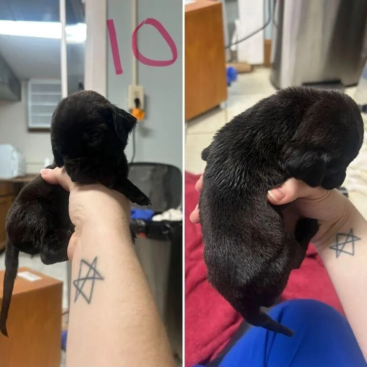 A baby medium-sized male Black Mixed Breed dog named Gouda for adoption in Johnson City, TN