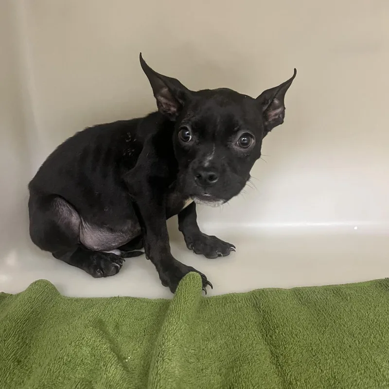 A young small-sized male Black English Bulldog dog named Mark for adoption in East Saint Louis, IL