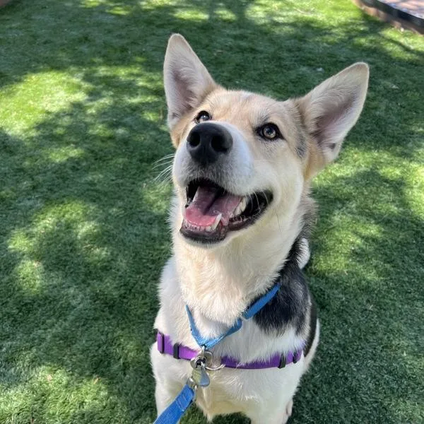An adult large-sized female Foxhound dog named Ellie Wigglebottom for adoption in Walnut Creek, CA