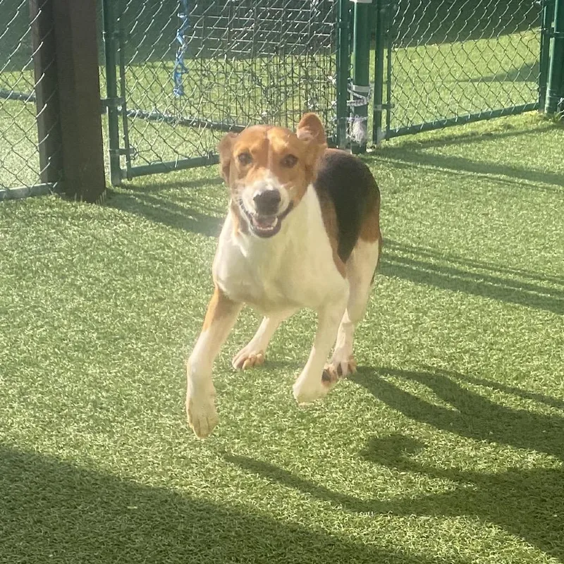 An adult medium-sized female Mixed Breed dog named Trish for adoption in LOXAHATCHEE, FL