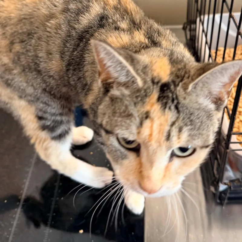 A young medium-sized female Domestic Short Hair cat named Fallen for adoption in Horn Lake, MS