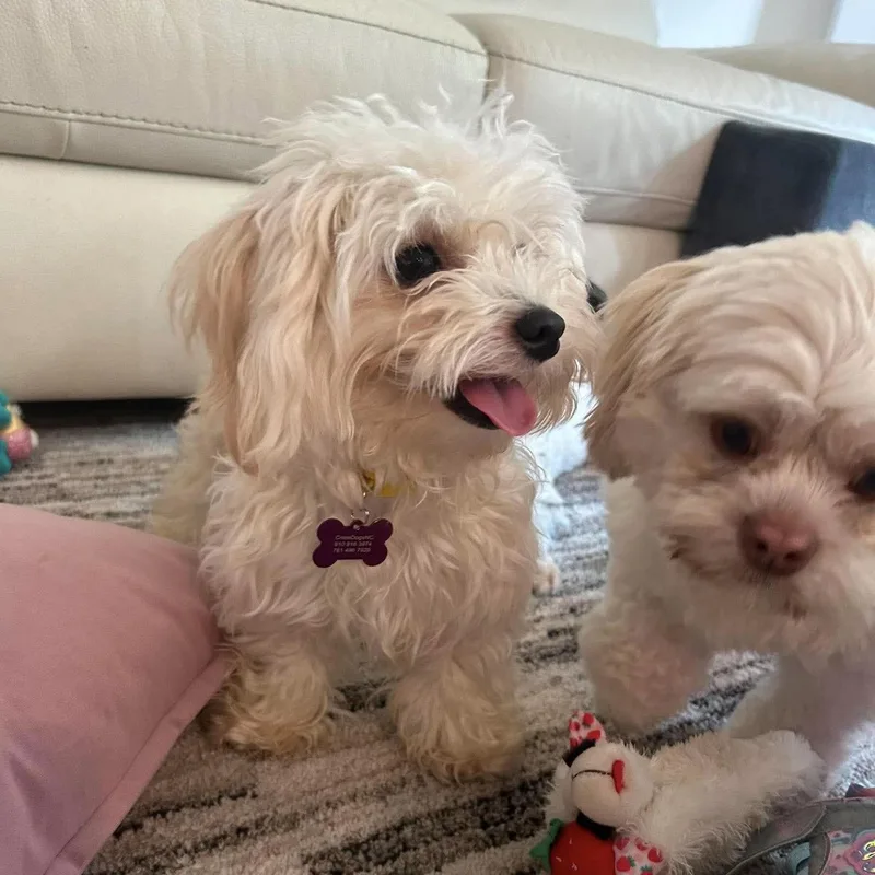 A young small-sized female Maltese dog named Bailey Bee for adoption in Hillsborough , NC
