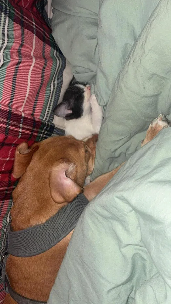 An adult small-sized female White / Cream Chihuahua dog named Molly for adoption in Chattanooga, TN