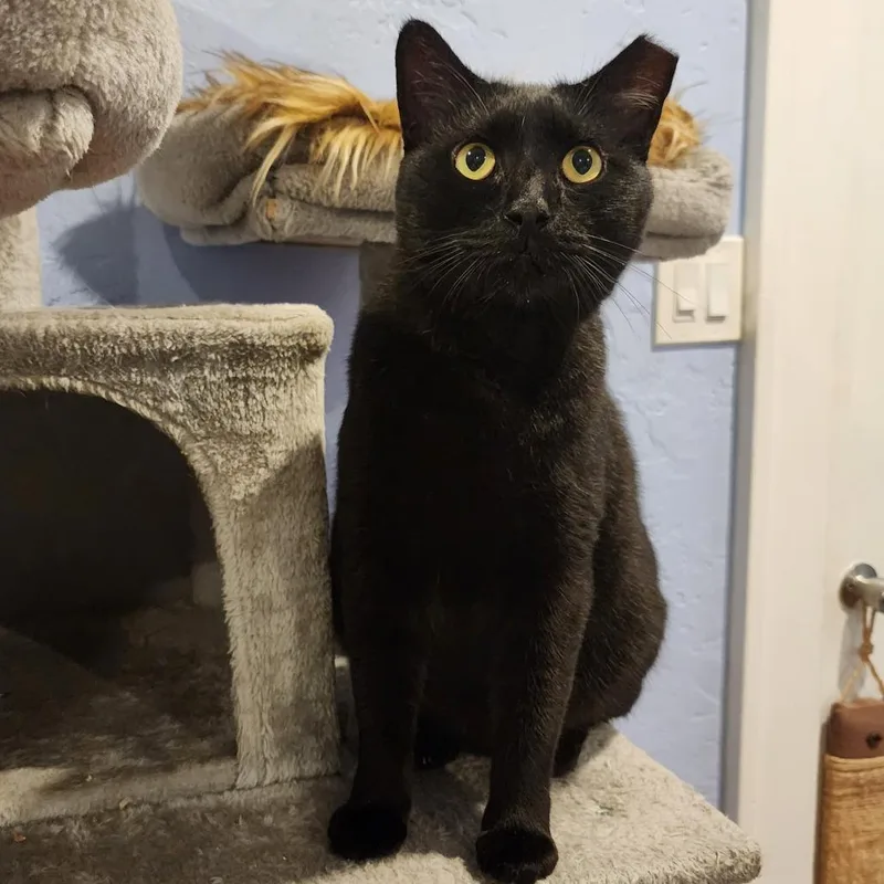 An adult large-sized male Black Domestic Short Hair cat named Handsome for adoption in Jupiter, FL