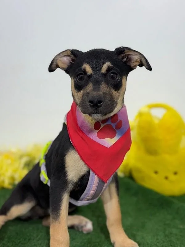 A baby medium-sized female Black German Pinscher dog named Marsha for adoption in Carlsbad, CA