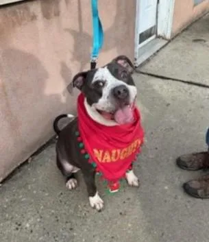 An adult large-sized male Pit Bull Terrier dog named Freckles for adoption in West Orange, NJ