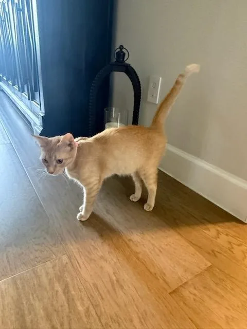 A young medium-sized female Domestic Short Hair cat named Honey for adoption in Lewisville, TX
