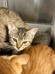 A baby medium-sized female Tabby (Gray / Blue / Silver) Domestic Short Hair cat named Fancy for adoption in Heathsville, VA