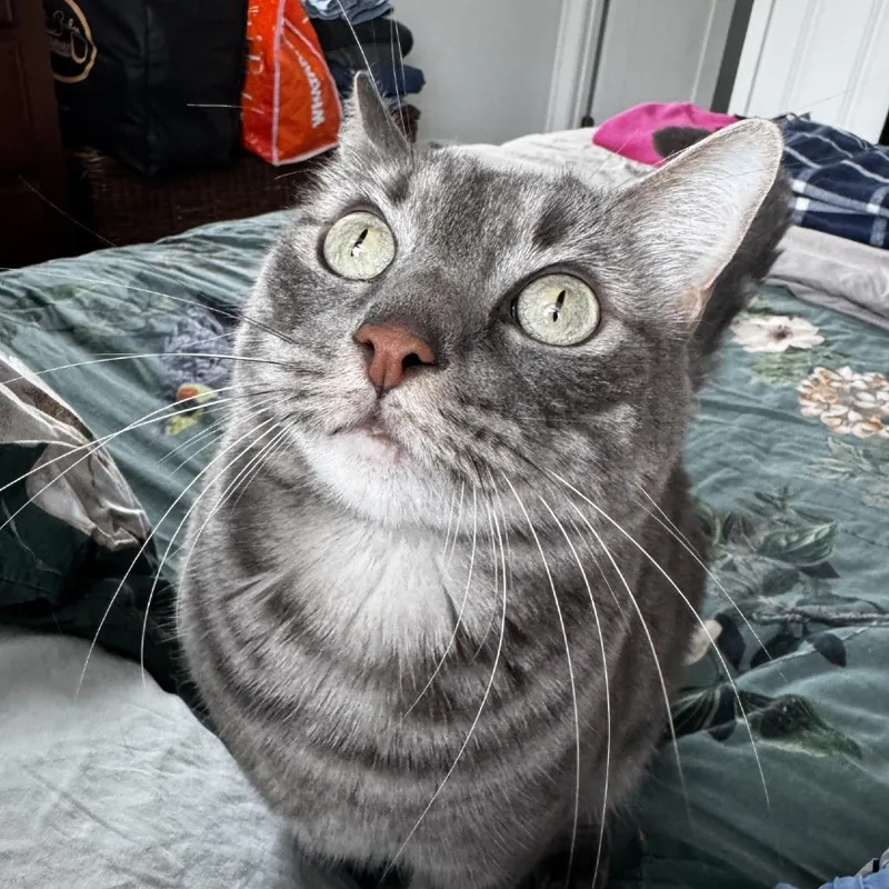 An adult large-sized male Gray / Blue / Silver Domestic Short Hair cat named Onyx for adoption in Houston, TX