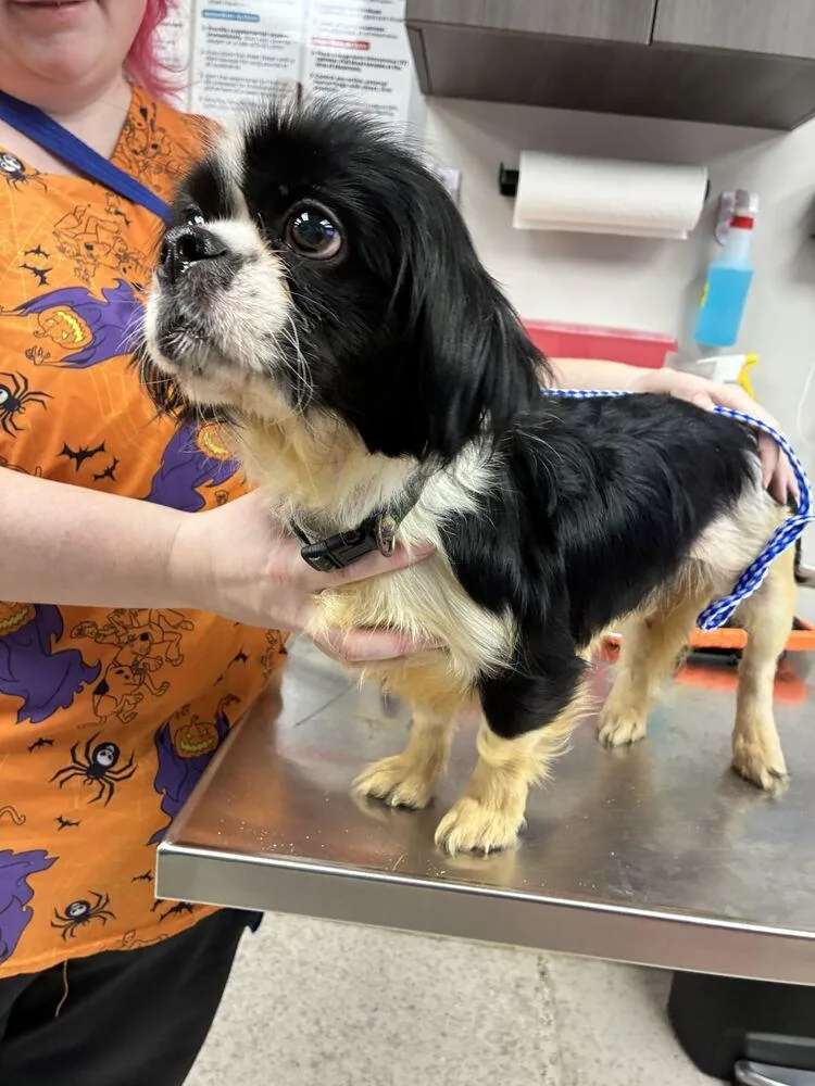 A young small-sized female Cavalier King Charles Spaniel dog named Olivia for adoption in Marietta, GA