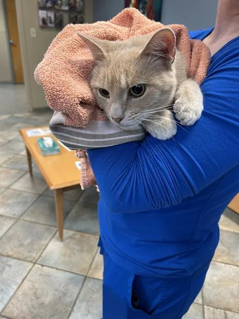 A young medium-sized female Domestic Short Hair cat named Ambrosia for adoption in Indianapolis, IN