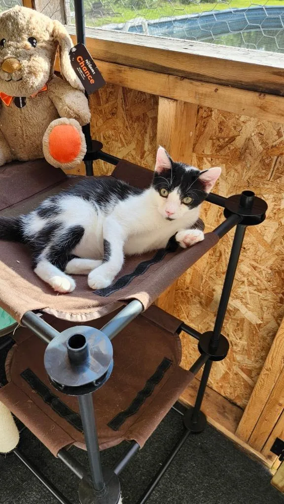A baby small-sized male Domestic Short Hair cat named Rye for adoption in Darien, GA