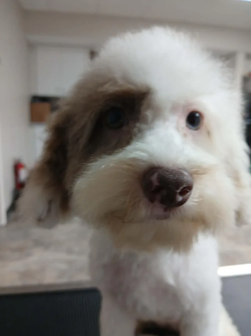 A baby small-sized female White / Cream Miniature Poodle dog named Lotus for adoption in Vernon, CT
