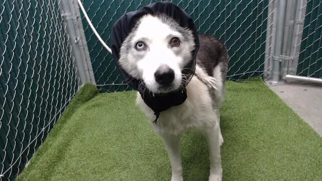 A senior medium-sized female Siberian Husky dog named Shadow for adoption in Downey, CA