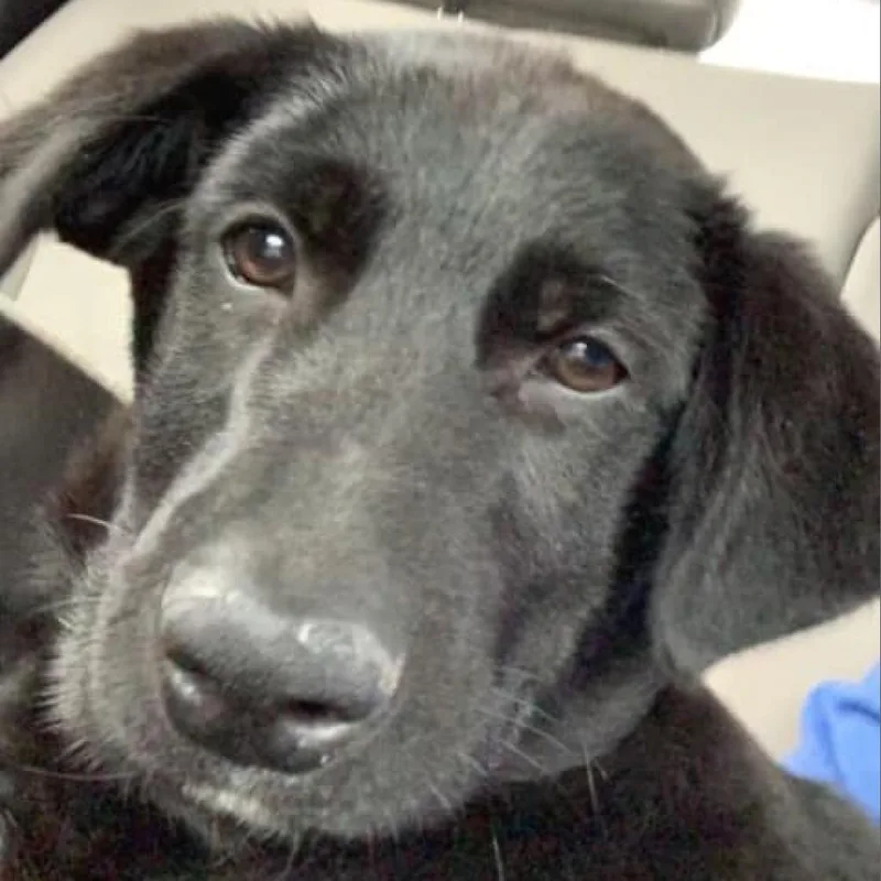 An adult large-sized male Black Dutch Shepherd dog named Atlas for adoption in Hanna City, IL