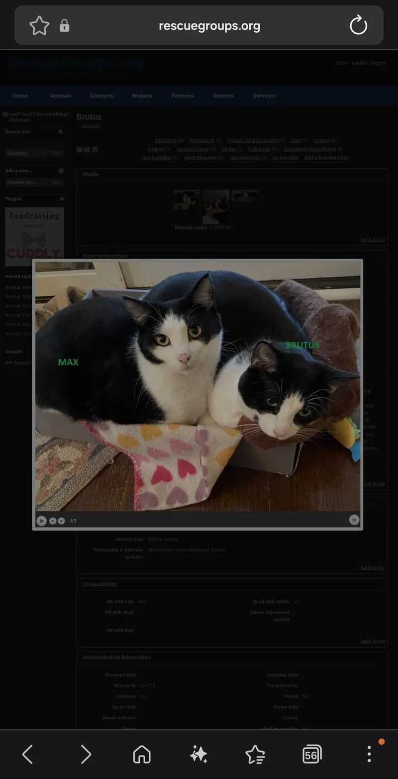 An adult medium-sized male Black & White / Tuxedo Domestic Short Hair cat named Max for adoption in Philadelphia, PA