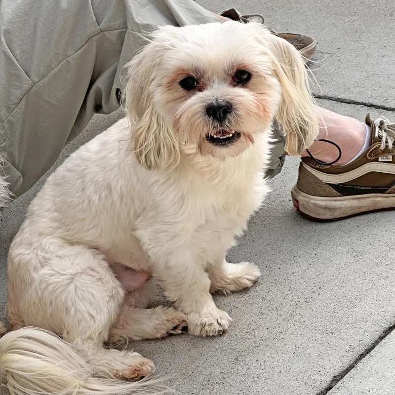 An adult small-sized male Mixed Breed dog named Yogi for adoption in Hailey, ID