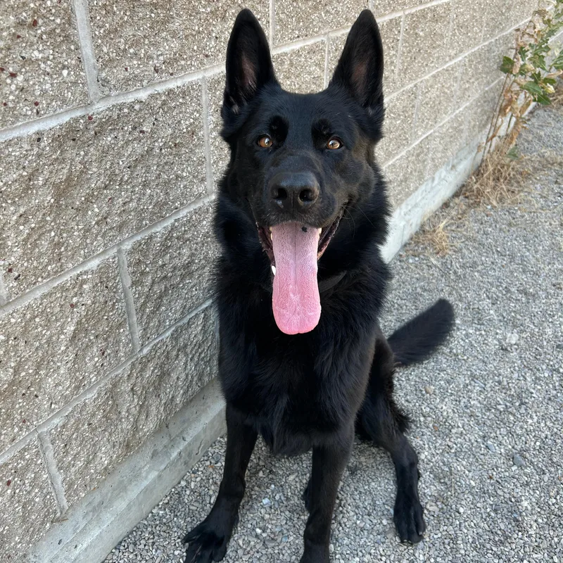 Finn