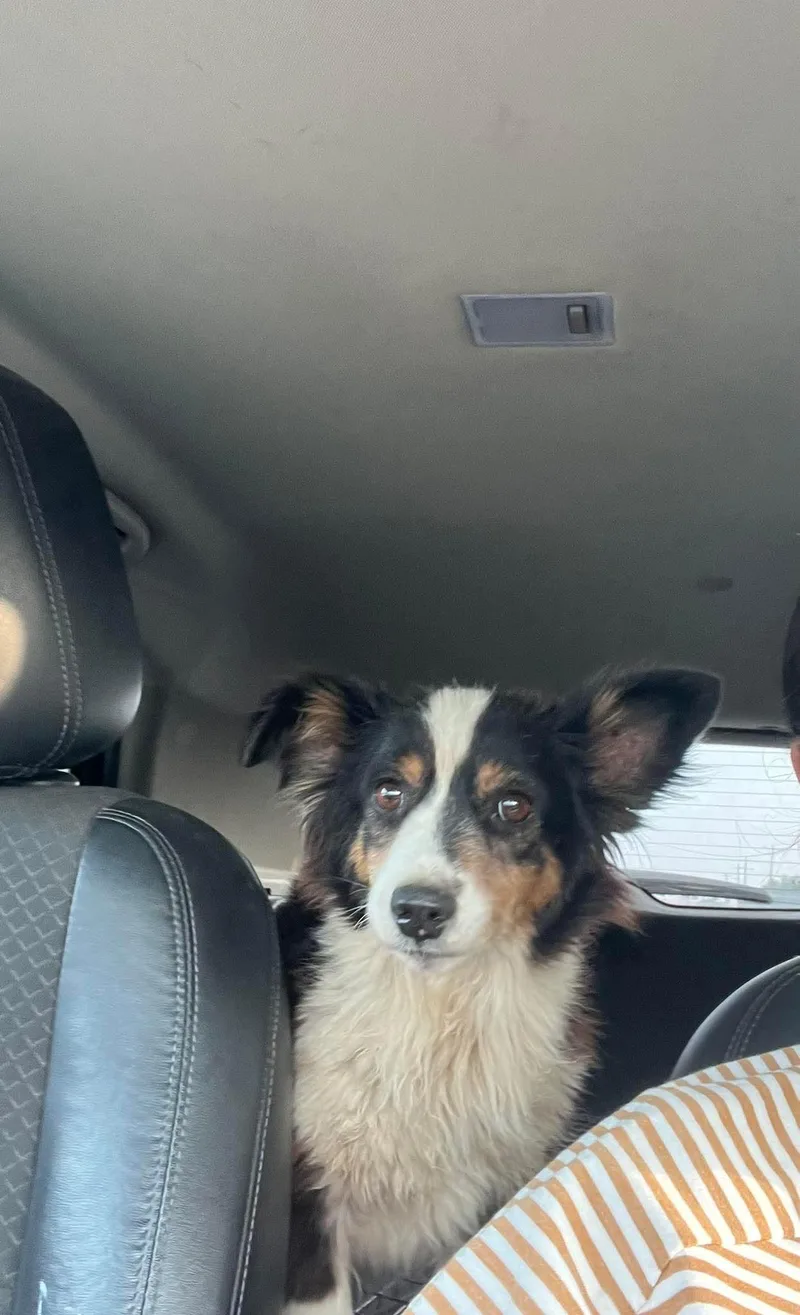 A young small-sized female Tricolor (Brown, Black, & White) Australian Shepherd dog named Gigi for adoption in East Haddam, CT