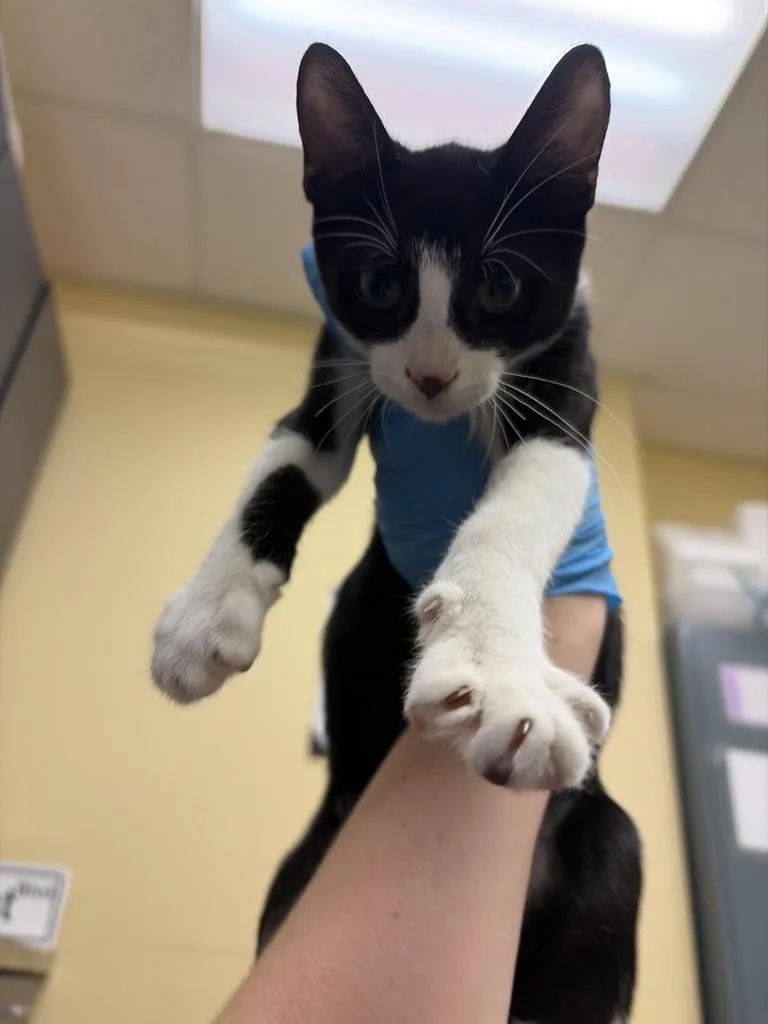 A young medium-sized male Domestic Short Hair cat named Odd Ball for adoption in Florence, SC