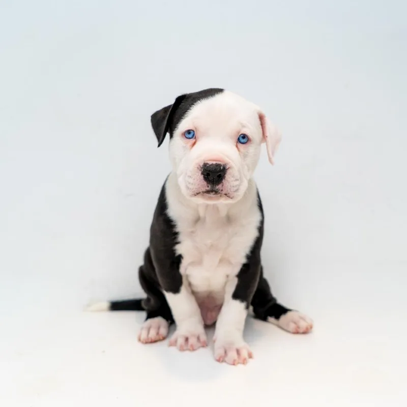 A baby small-sized male Black Retriever dog named Dennis for adoption in New York, NY