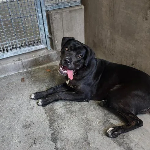 A young medium-sized female Black Labrador Retriever dog named Jennika A for adoption in Mission Hills, CA