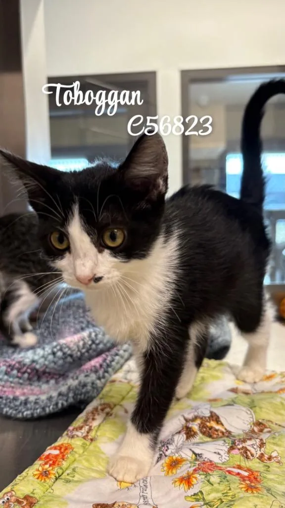A baby small-sized female Domestic Short Hair cat named Toboggan for adoption in Clarksville, TN