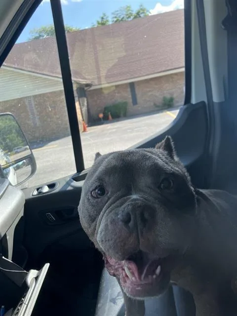 An adult medium-sized male Mixed Breed dog named Ike for adoption in Dallas, TX