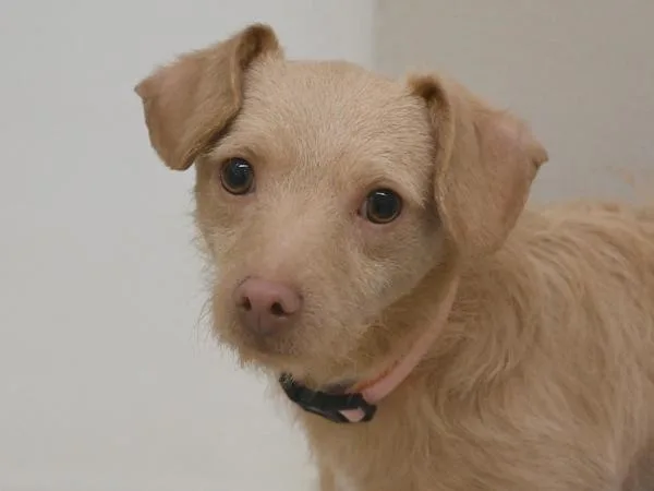 A young small-sized male Terrier dog named Triskit for adoption in Portland, OR