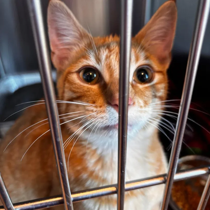 A young medium-sized male Orange / Red Domestic Short Hair cat named Elroy for adoption in Matteson, IL