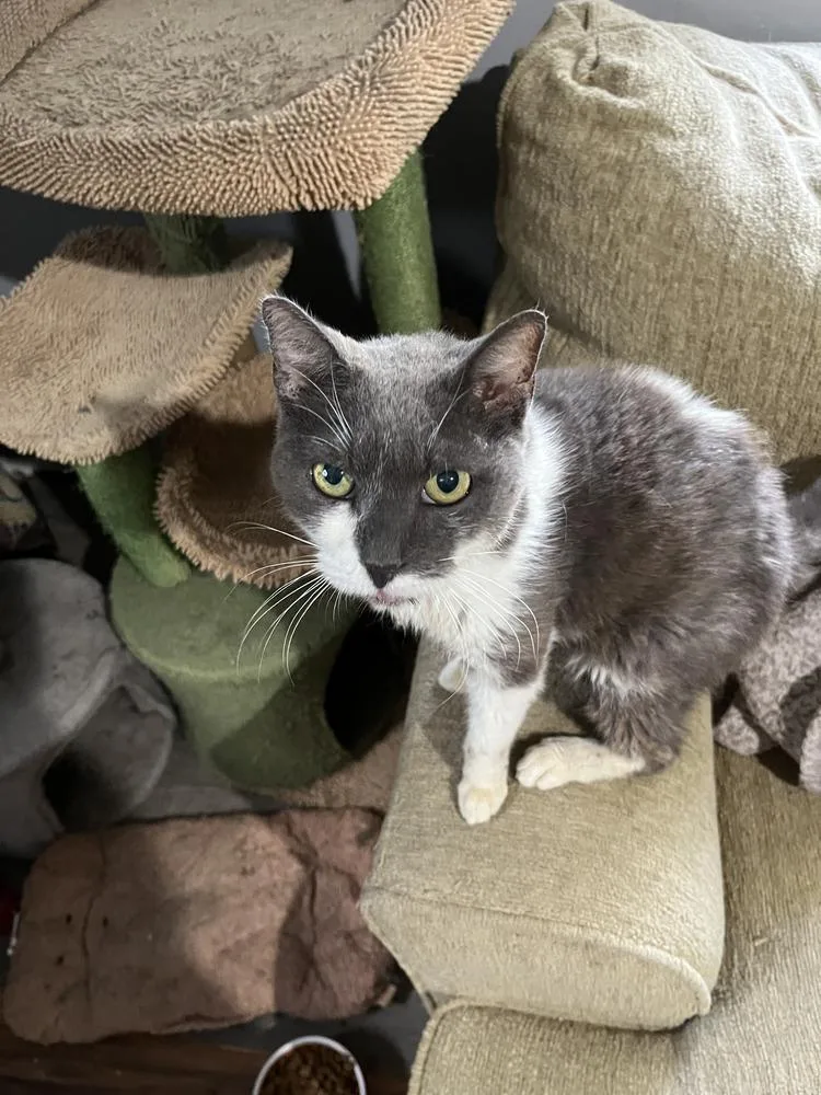A senior medium-sized female Domestic Short Hair cat named Mercy for adoption in Ocala, FL