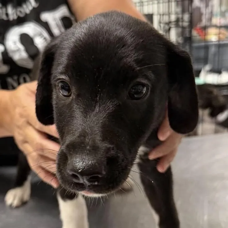 A baby small-sized male Black Mixed Breed dog named Circle Game for adoption in Fredericksburg, VA