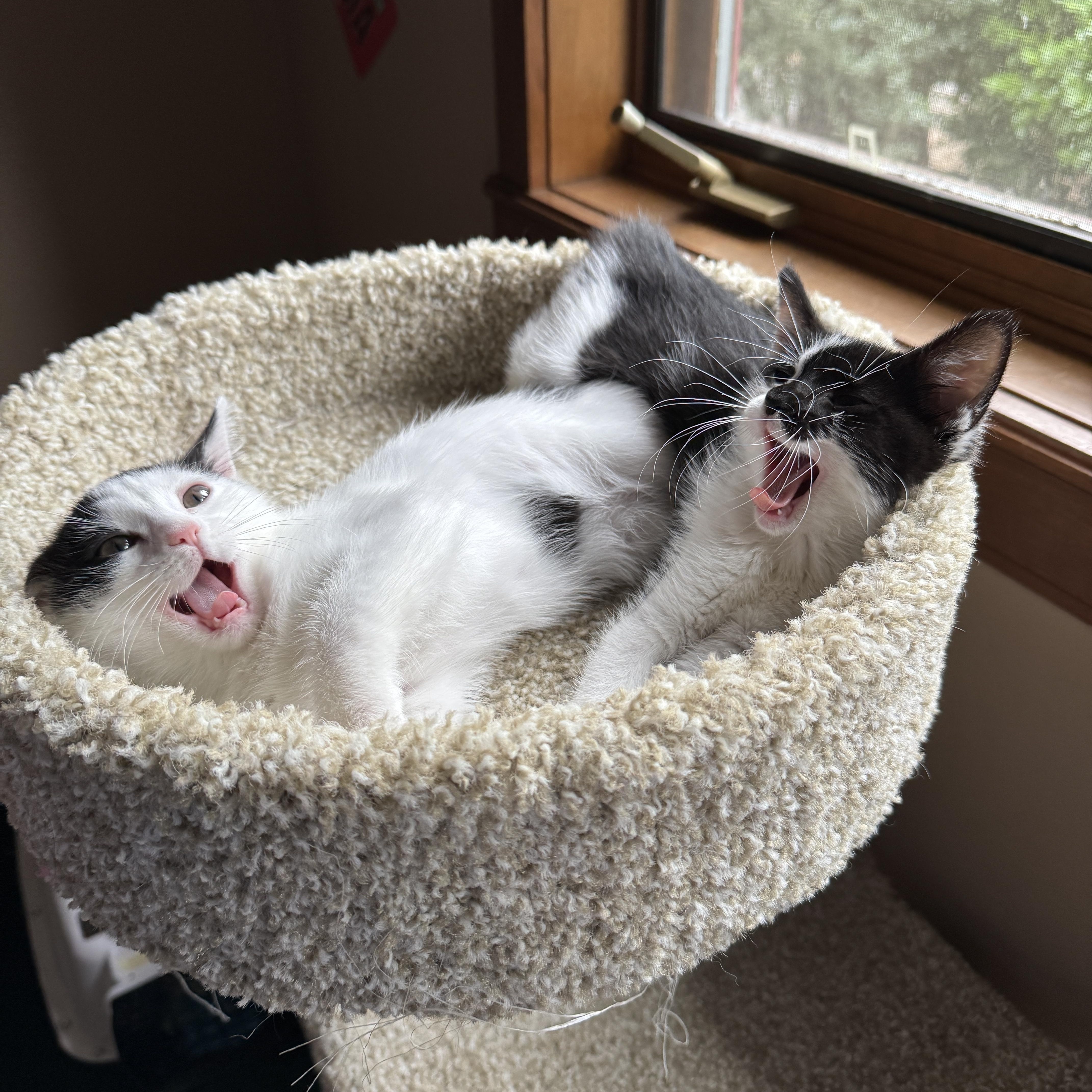 A baby medium-sized female Black & White / Tuxedo Domestic Short Hair cat named Lola for adoption in Woodinville, WA