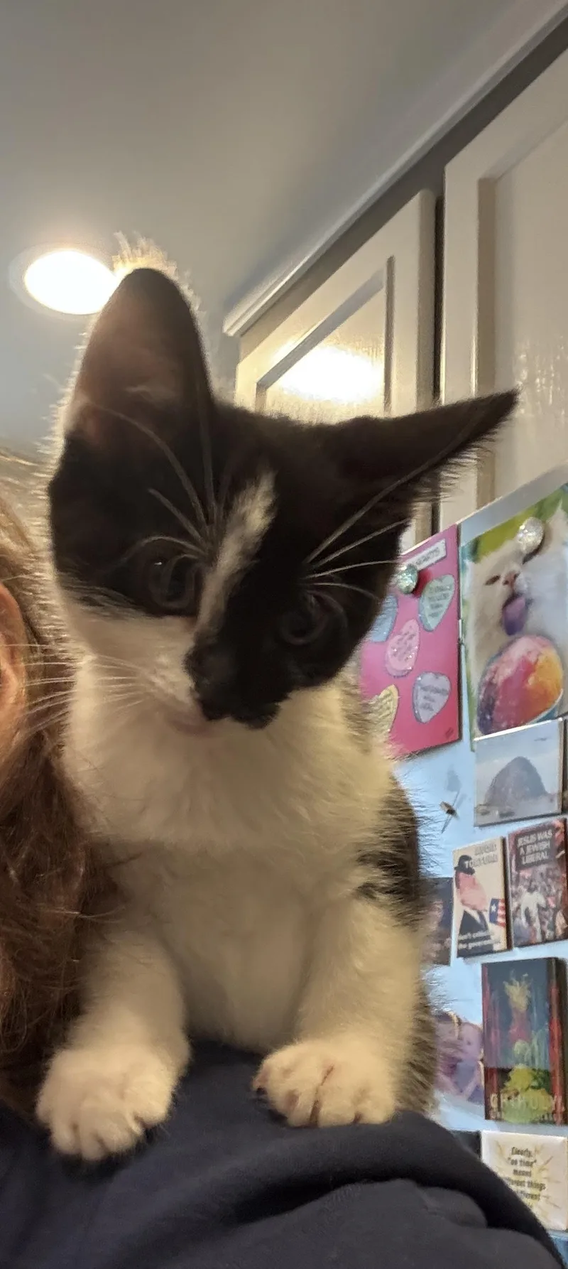 Lola thumbnail 3