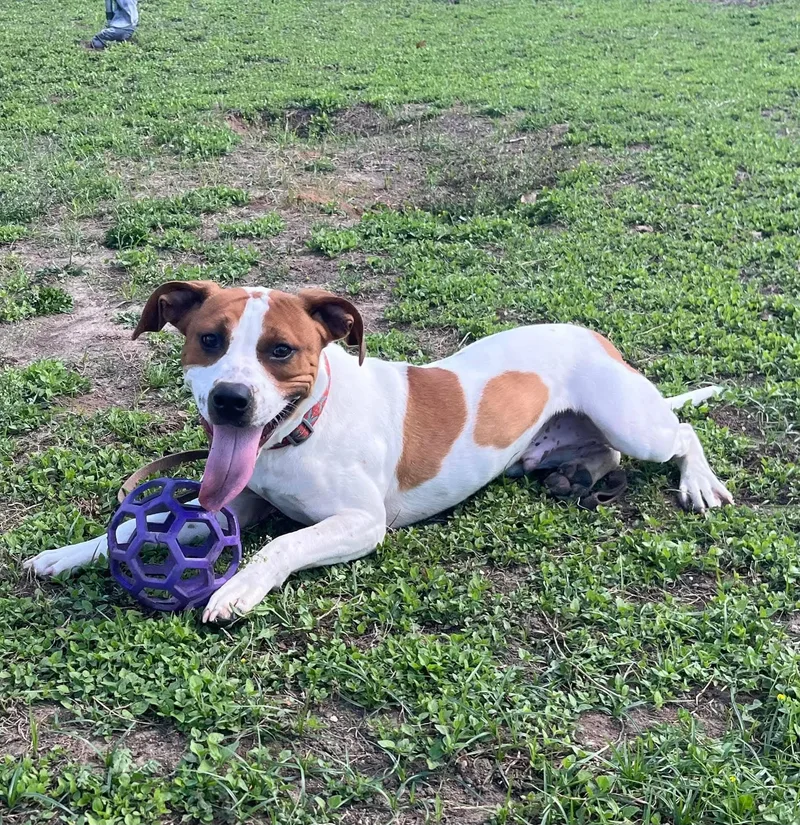 A young medium-sized male Tricolor (Brown, Black, & White) Hound dog named Dyno for adoption in Umatilla, FL
