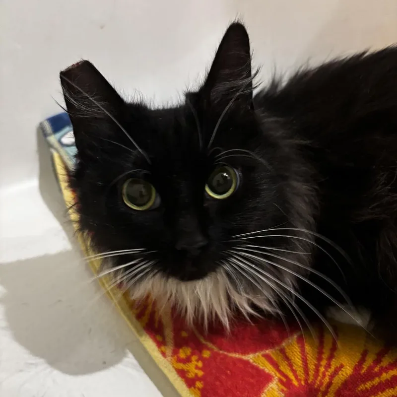 A young small-sized female Black Domestic Short Hair cat named Fifi for adoption in Long Beach, CA