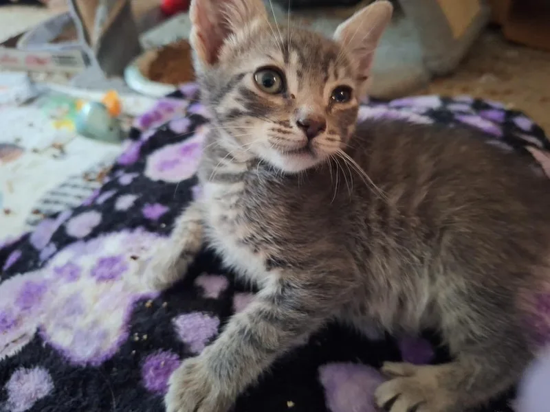 A baby small-sized male Gray / Blue / Silver Domestic Short Hair cat named Lochlyn for adoption in Lancaster, CA